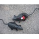 Scary Black rat cache 